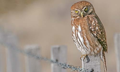 Caburé grande (Glaucidium nanum)