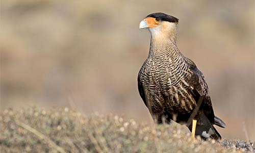 Carancho (Caracara plancus)