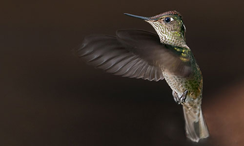 Picaflor rubí (Sephanoides sephaniodes).