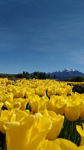 Tulipanes en Patagonia