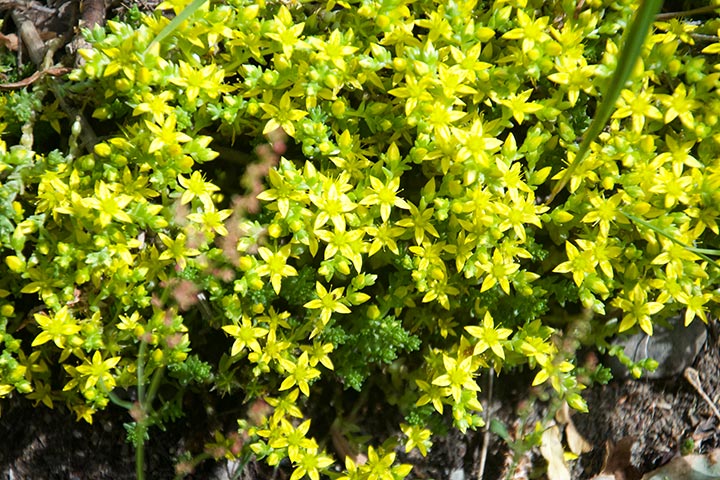  El pampajarito - Sedum acre 